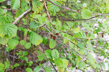 Alder branches with cones. Background for design, print and graphic resources.  Blank space for inserting text.