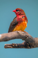 The red avadavat, red munia or strawberry finch, is a sparrow-sized bird of the family Estrildidae. It is found in the open fields and grasslands of tropical Asia and is popular as a cage bird due to 