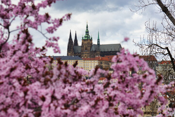 Blooming pink cherry tree in springtime, Prague Castle in background. Czech Republic. 