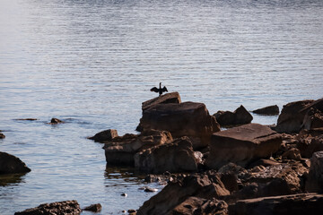 Cormorant bird on rock with panoramic view of idyllic coastline of Gulf of Piran, Adriatic...