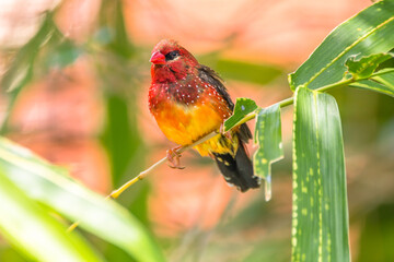 The red avadavat, red munia or strawberry finch, is a sparrow-sized bird of the family Estrildidae. It is found in the open fields and grasslands of tropical Asia and is popular as a cage bird due to 