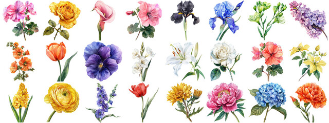 Watercolor flower set isolated background. Various floral collection of nature blooming flower clip art illustration element for retro flora wedding or romantic valentine card. crisp edges cut out. - 779108181