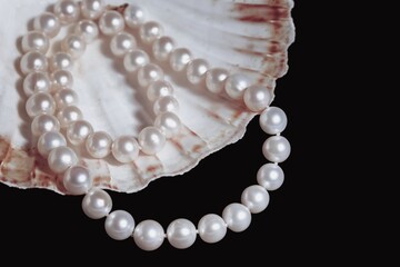 beautiful white pearl beads with a seashell close-up on a dark background