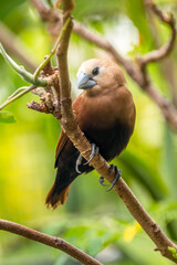 The white-headed munia (Lonchura maja) is a species of estrildid finch found in Teladan, Malaysia, Singapore, Thailand and Vietnam