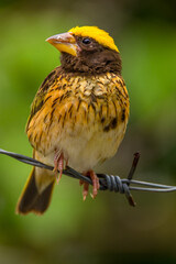 The streaked weaver (Ploceus manyar) is a species of weaver bird found in South Asia and South-east Asia