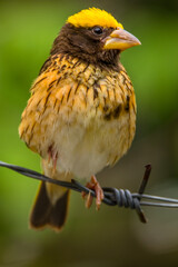 The streaked weaver (Ploceus manyar) is a species of weaver bird found in South Asia and South-east Asia