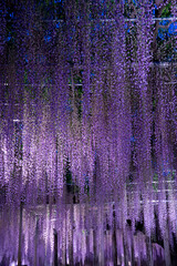 ライトアップされた藤棚