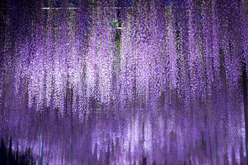 ライトアップされた藤棚