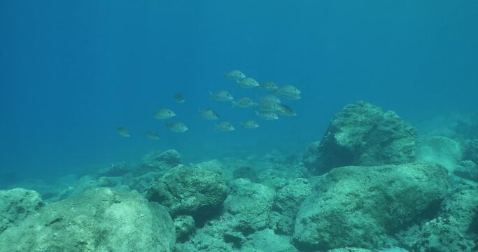 sand steenbras eating underwater mormyrus swim