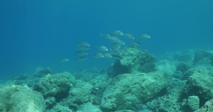 sand steenbras eating underwater mormyrus swim