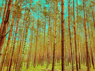 Green pine forest in a sunny day. 