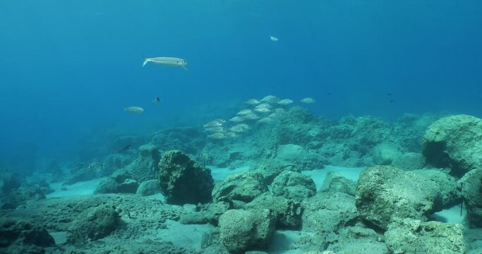 sand steenbras eating underwater mormyrus swim