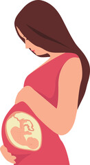 A pregnant woman touching her belly. A baby in the womb is in the fetal position with its head down. Transparent background. Vector illustration