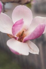close up of pink flower