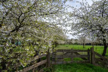 Fototapeta na wymiar Spring blossom of cherry trees in orchard, fruit region Haspengouw in Belgium, nature landscape