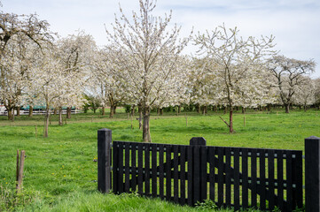 Spring blossom of cherry trees in orchard, fruit region Haspengouw in Belgium, nature landscape