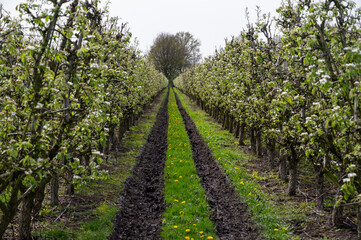 Fototapeta na wymiar Organic farming in Netherlands, rows of blossoming conference pear trees on fruit orchards in Betuwe, Gelderland