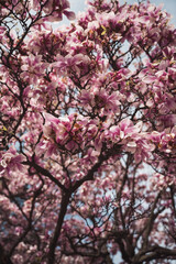 magnolia tree blossom