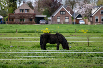 Rural Dutch landscape with green pasture, horses and farms in Gelderland - obrazy, fototapety, plakaty