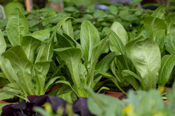 Young plants of blue borage starflowers in greenhouse, cultivation of eatable plants and flowers, decoration for exclusive dishes in premium gourmet restaurants