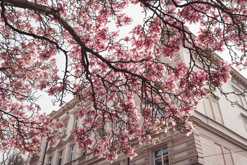 magnolia tree blossom