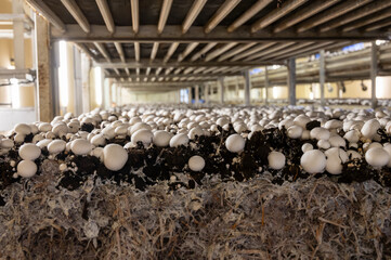 Growing of white champignons mushrooms, mycelium grow from compost into casing on organic farm in...