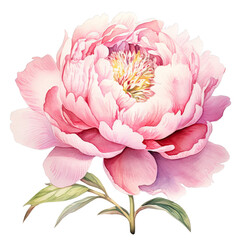 AI-generated watercolor cute pink peony flower with leaves clip art illustration. Isolated elements on a white background.
