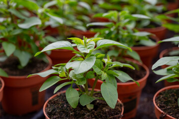 Young plants of aromatic Thai basil herb in greenhouse, cultivation of eatable plants and flowers, decoration for exclusive dishes in premium gourmet restaurants