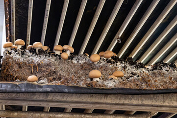 Growing of brown champignons mushrooms, mycelium grow from compost into casing on organic farm in...