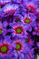 Crazy colours Chrysanthemum flowers growth in Dutch greenhouse, fresh flowers for shops and auctions world wide delivery