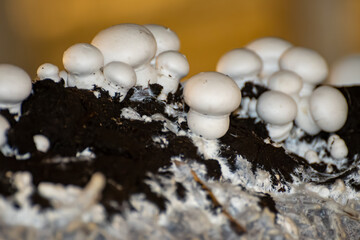 Growing of white champignons mushrooms, mycelium grow from compost into casing on organic farm in Netherlands, food industry in Europe