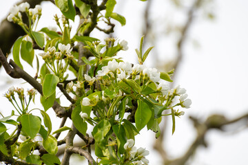 Organic farming in Netherlands, rows of blossoming pear trees on fruit orchards in Zeeland