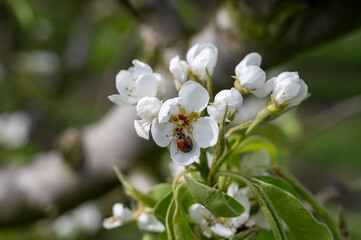 Organic farming in Netherlands, rows of blossoming conference pear trees on fruit orchards in Betuwe, Gelderland