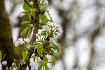 Organic farming in Netherlands, rows of blossoming pear trees on fruit orchards in Zeeland