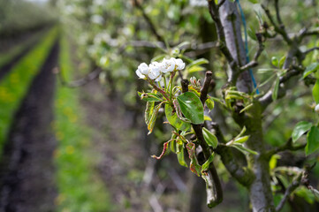 Organic farming in Netherlands, rows of blossoming conference pear trees on fruit orchards in Betuwe, Gelderland