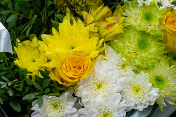 Colourful Chrysanthemum flowers in bouquets, growth in Dutch greenhouse, fresh flowers for shops and auctions world wide delivery