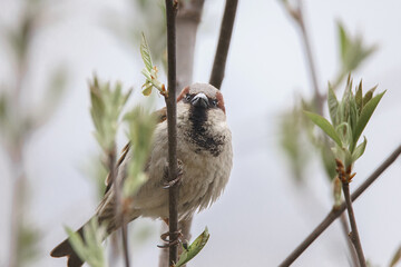 closeup of a House sparrow standing on a tree.. - 779117109
