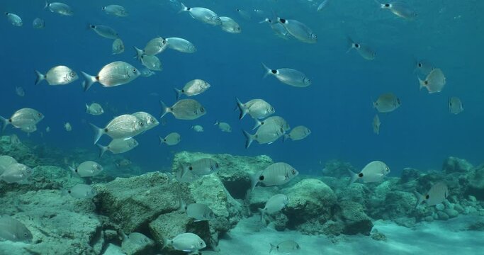 underwater fish scenery from mediterranean  sea breams ocean scenery underwater landscape seabreams  Diplodus sargus