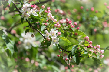 Blooming wild apple tree branch - 779118101