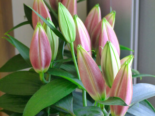 Bouquet of closed pink lilies. Spring Flower..