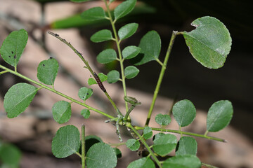 An infant brown colored caterpillar sits on a leaf stem located on a curry plant top