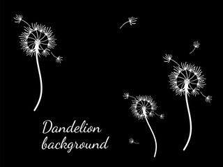 Dandelion_background7-50.eps - 779122794