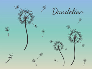 Dandelion_background8-48.eps - 779123116
