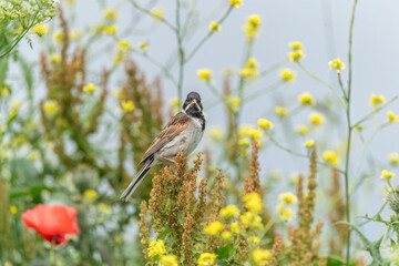 reed bunting male, emberiza schoeniclus, on a plant in the summer in the uk