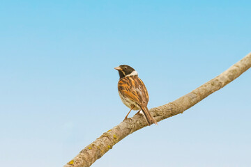reed bunting, emberiza schoeniclus, perched on the branch of a tree in the summer in the uk