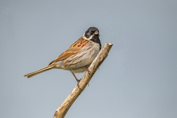 reed bunting, emberiza schoeniclus, perched on the branch of a tree in the summer in the uk