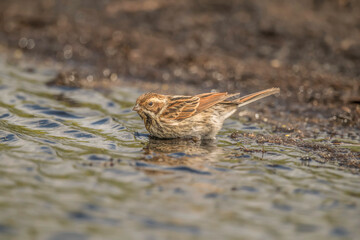 Reed bunting standing in a puddle of water
