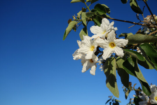 Anacahuita (also known as Cordia Boissieri, White Cordia, Mexican olive, Texas wild olive) flowering in early Spring; copy space