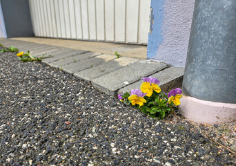 flowers on the street, isolated yellow and lilac 