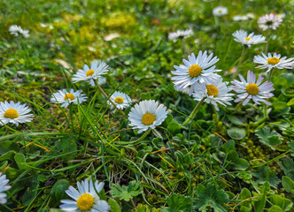 daisies flowers in a field or meadow 